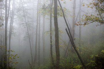 colorfull autumn trees in heavy mist in forest