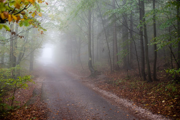 colorfull autumn trees in heavy mist in forest