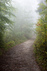 Fototapeta na wymiar colorfull autumn trees in heavy mist in forest