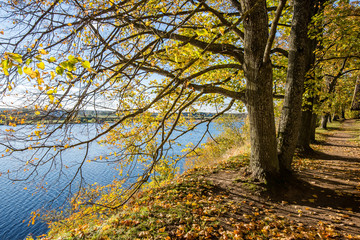 old big tree on color background with blue sky