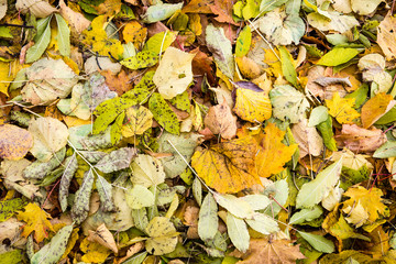 autumn colored forest leaves abstract