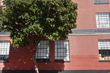 Tree at the window in San Francisco.