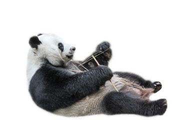 Giant Panda relaxing on its back and eating bamboo leaves, isolated on white background. The Giant Panda, Ailuropoda melanoleuca, is also known as panda bear, it's a bear native to south central China