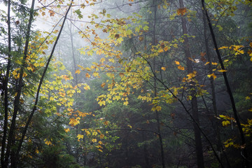 colorfull autumn trees in heavy mist in forest