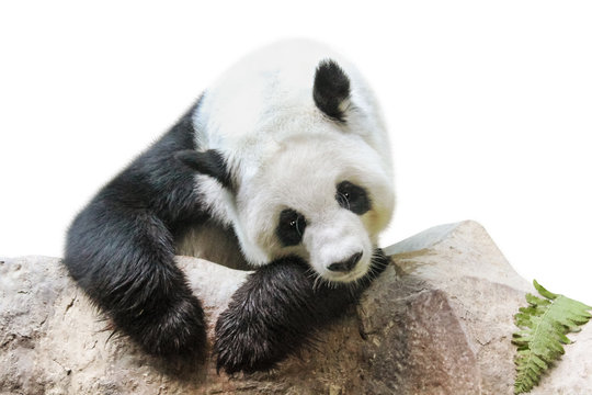 Giant Panda portrait, Ailuropoda melanoleuca or panda bear,from south central China. resting on a rock, front view, isolated on white background.