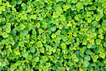 Green leaf texture background