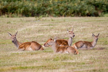 Red Deer Hinds