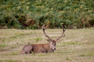 Red Deer Stag