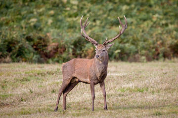 Red Deer Stag