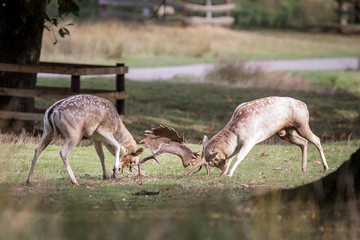 Fallow Deer Bucks Fighting