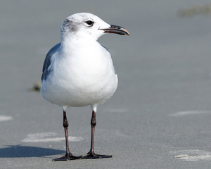 Close up of a lone seagull at the beach on the sand
