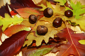 Kolory Jesieni © rafaello