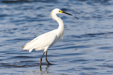 Snowy Egret walking on the beach in the ocean water looking for food