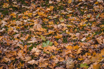 Autumn maple leaves in the forest