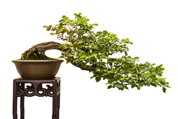 Buche (Fagus sylvatica) als Bonsai Baum und Halbkaskade