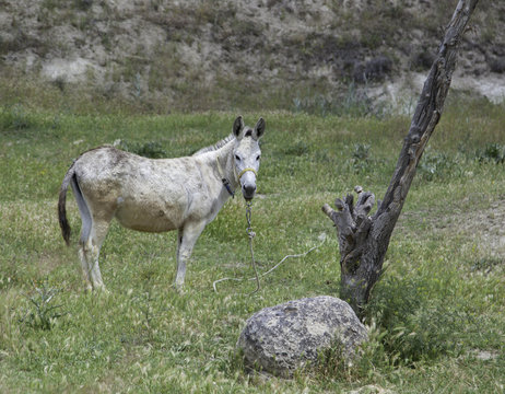 Donkey straring in the field