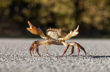 Crab on the street