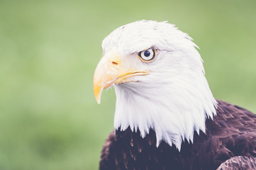 Portrait de pyrargue