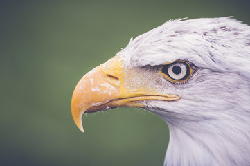 Portrait d'aigle pyrargue