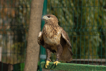 Eagle at the zoo