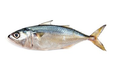 Fresh mackerel isolated on white background.Fresh mackerel fish