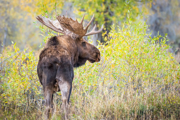 Bull moose with large antlers in yellow forest