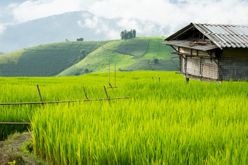 Fototapeta premium Green Terraced Rice Field in Pa Pong Pieng , Mae Chaem, Chiang Mai, Thailand