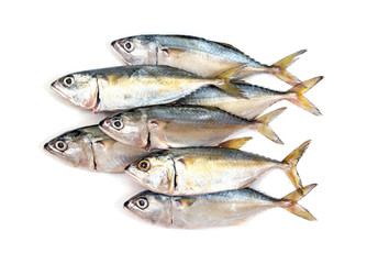 Fresh mackerel fish isolated on white background.Mackerel isolat