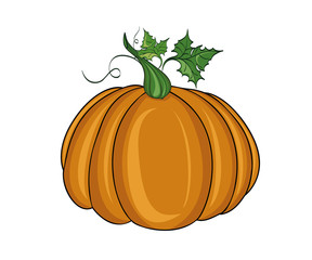 Pumpkin . Vector illustration on white background