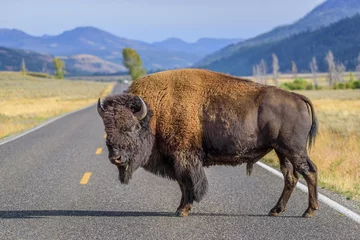 Deurstickers Bizon Een grote mannelijke bizon blokkeert de weg