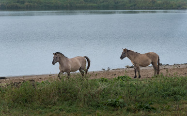 Wild horses along the waterside