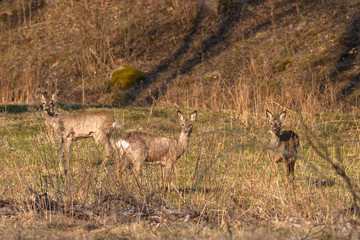 Obraz na płótnie Canvas Roe deer in a meadow standing and watching