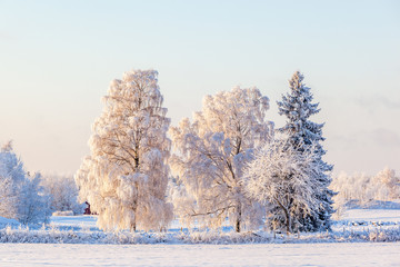 Tree with hoarfrost on a field