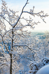 Fototapeta na wymiar Snow covered branches and a winter landscape view