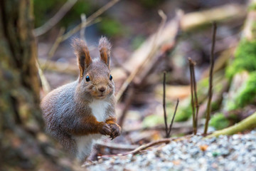 Red Squirrel on the ground in the woods