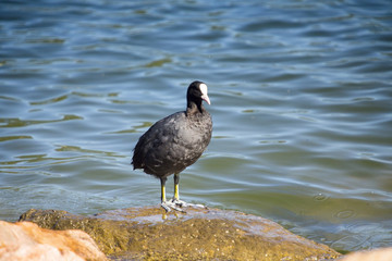 Coot - Fulica atra