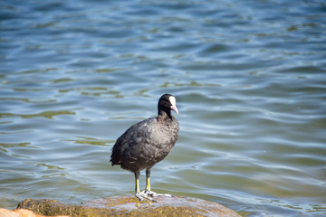 Coot - Fulica atra