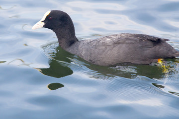 Coot - Fulica atra