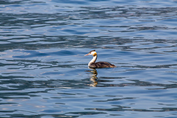 Great crested grebe - Podiceps cristatus