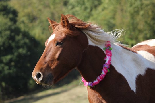 Jument avec un collier de fleur