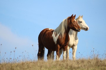 Chevaux aux aguets