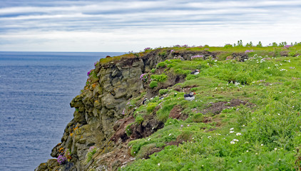Puffins on the cliff at Sumburgh Head, a nature reserve and the southernmost point of the Main Shetland, which is located northeast of the mainland of Scotland, United Kingdom