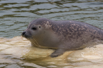 Obraz premium Seehunde und Robben