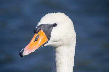 Swan - Cygnus