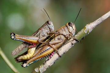 Grasshoppers couple