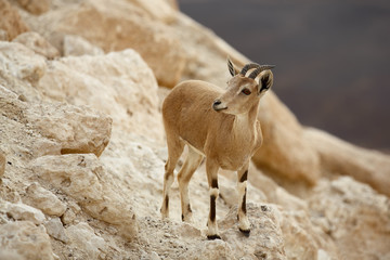close up of Ibex mountain goat