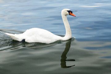 Swan - Cygnus