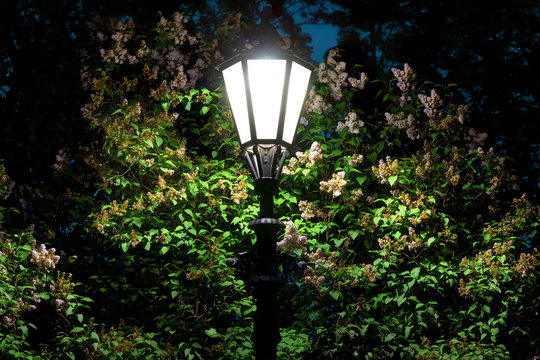 Night street light on the background of foliage and flowers of lilac.