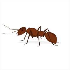 brown ant with antennae on a white background