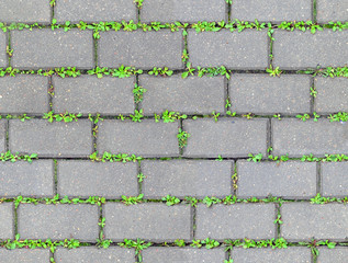 The gray wet concrete sidewalk coverage with sprouting green grass through the paving. Urban...